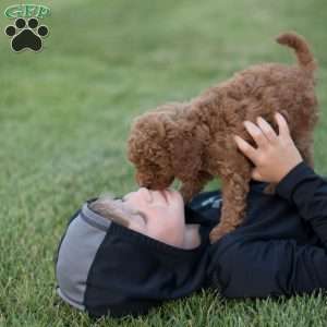 Montana, Mini Goldendoodle Puppy
